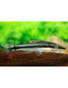 Otocinclus vittatus
