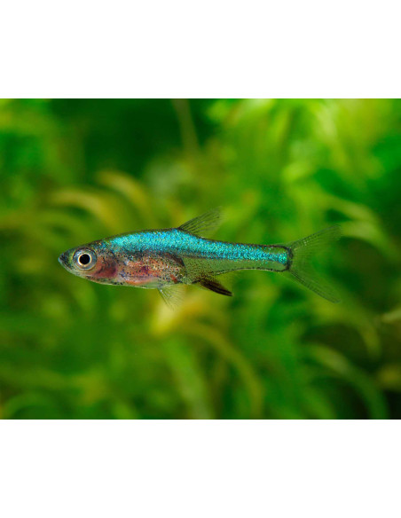 Sundadanio axelrodi "Blue" 1-2cm