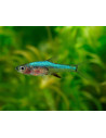 Sundadanio axelrodi "Blue" 1-2cm