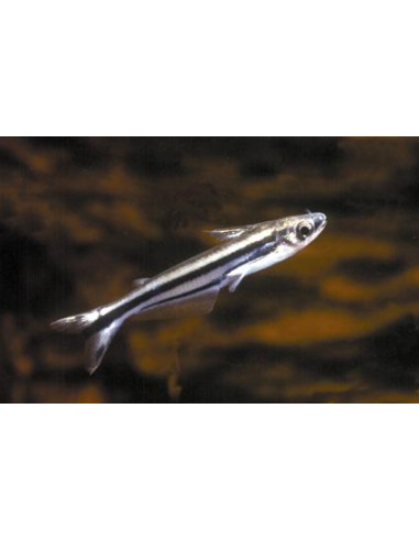 Pareutropius buffei