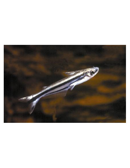 Pareutropius buffei