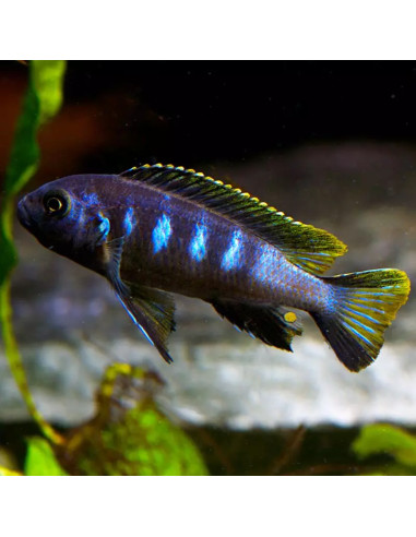 Pseudotropheus elongatus "Chewere" 4-5cm