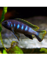 Pseudotropheus elongatus "Chewere" 4-5cm