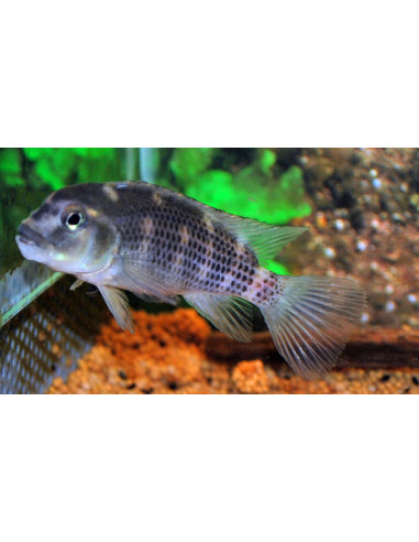 Steatocranus casuarius 4-6cm