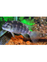 Steatocranus casuarius 4-6cm