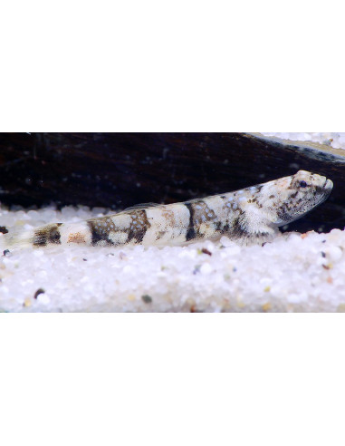 Schismatogobius risdawatiae