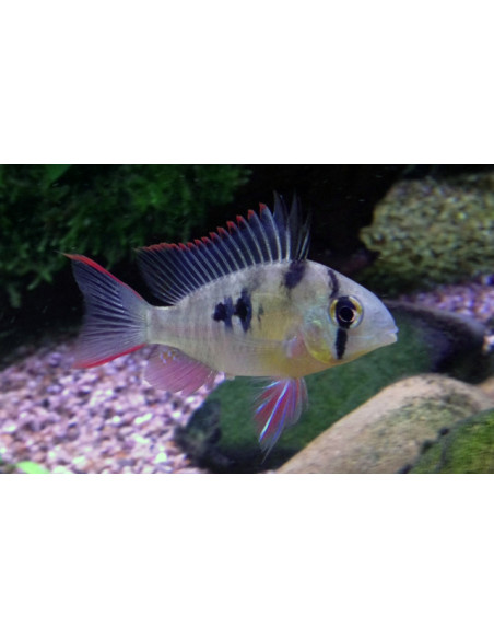 Cichlidé drapeau bolivien (Mikrogeophagus altispinosus)