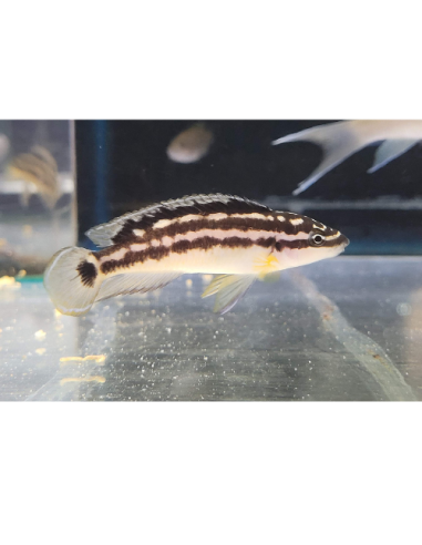 Julidochromis transcriptus