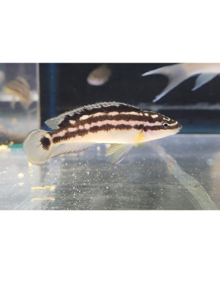 Julidochromis transcriptus