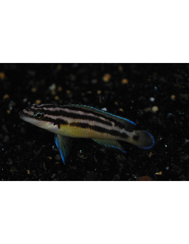 Julidochromis ornatus "Yellow" Uvira F1