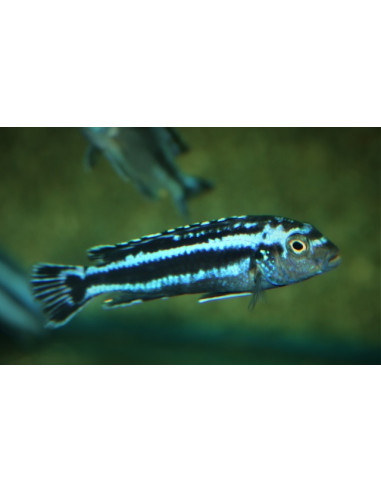 Pseudotropheus cyaneorhabdos 4-5cm