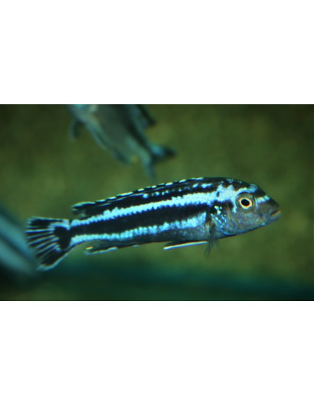 Pseudotropheus cyaneorhabdos 4-5cm