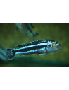 Pseudotropheus cyaneorhabdos 4-5cm