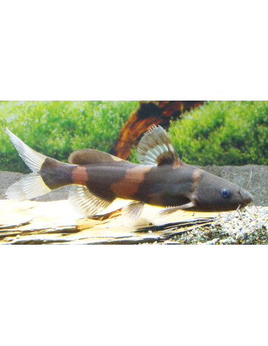Pseudomystus siamensis 4-5cm