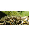 endlicheri L (Polypterus endlicherii) 20-22cm