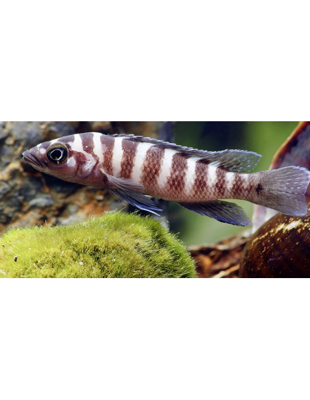 Neolamprolugus cylindricus 5-6CM