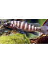 Neolamprolugus cylindricus 5-6CM