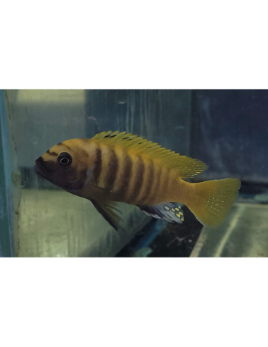 Metriaclima zebra gold Kawanga 6-8cm