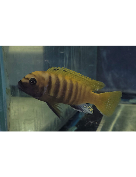 Metriaclima zebra gold Kawanga 6-8cm