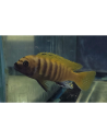 Metriaclima zebra gold Kawanga 6-8cm