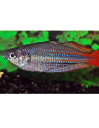 Melanotaenia trifasciata 'Blyth River'