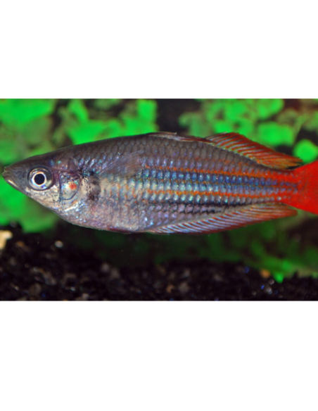 Melanotaenia trifasciata 'Blyth River'