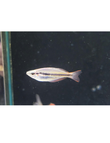 Melanotaenia sahulensis 4-5cm