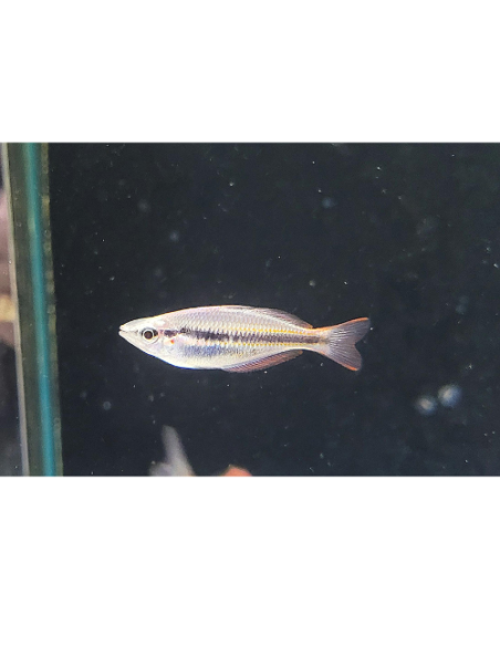 Melanotaenia sahulensis 4-5cm