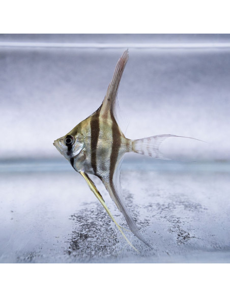 Pterophyllum altum "Rio Iniridae" Elevage 5-6cm