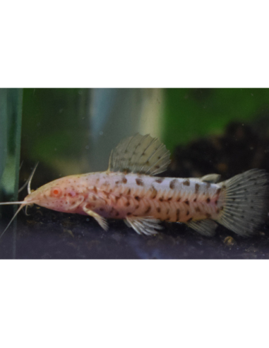 Megalechis thoracata albinos S 4-6cm