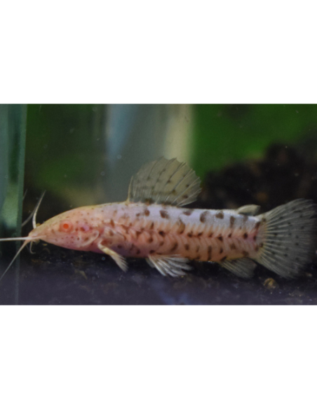 Megalechis thoracata albinos S 4-6cm