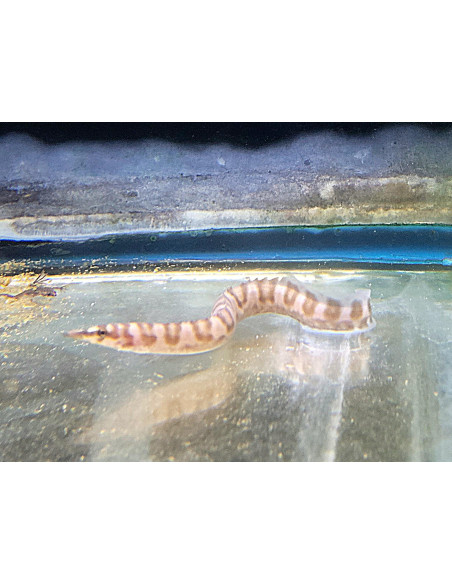 Anguille épineuse du Tanganyika (Mastacembelus ellipsifer) 18-20cm