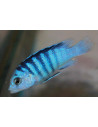 Labidochromis chizumulu "Same Bay" F1 3-4cm