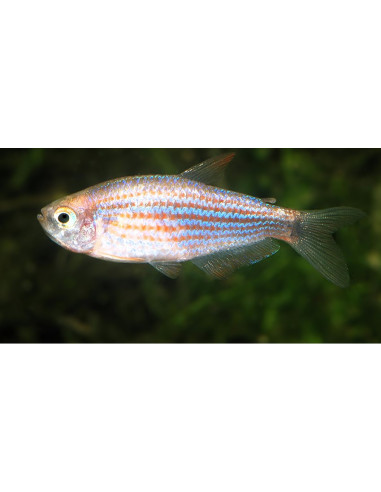 Inpaichthys parauapiranga 2-3cm