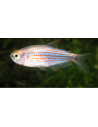 Inpaichthys parauapiranga 2-3cm
