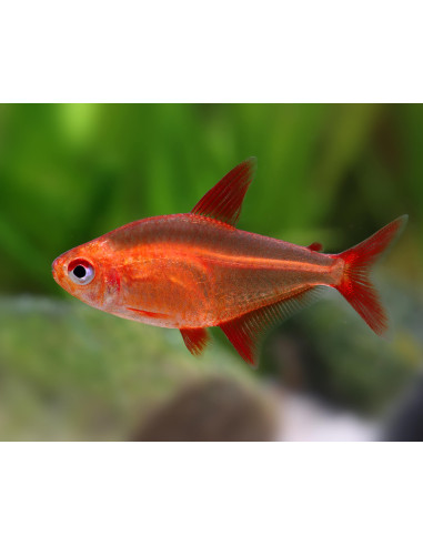Hyphessobrycon sp "Muzel Red Cherry" 2-3cm