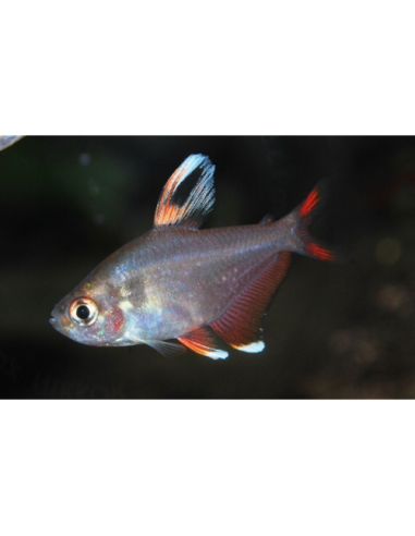Hyphessobrycon rosaceus Whitefin (Hyphessobrycon rosaceus "Whitefin") 2-3cm