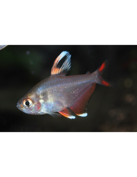 Hyphessobrycon rosaceus Whitefin (Hyphessobrycon rosaceus "Whitefin") 2-3cm