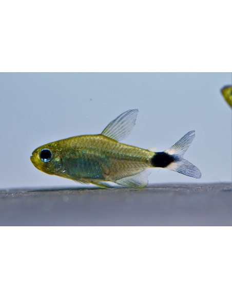 Hyphessobrycon elachys (Hyphessobrycon elachys) 1,5-2,5cm