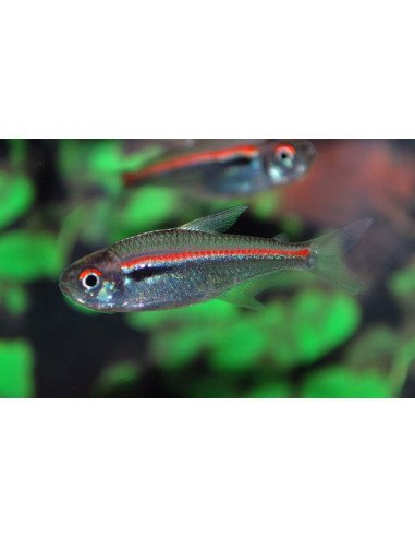 Hyphessobrycon amapaensis (Hyphessobrycon amapaensis) 2-3cm