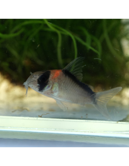 Hoplisoma duplicareus 2-3cm