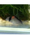 Hoplisoma duplicareus 2-3cm