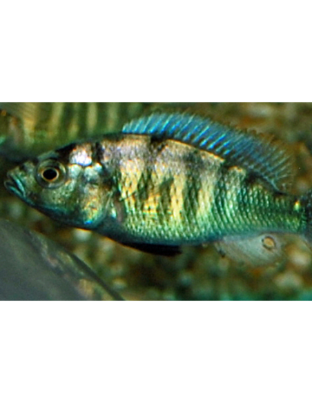Cichlidé Haplochromis sp. CH44 (Haplochromis sp. CH44)
