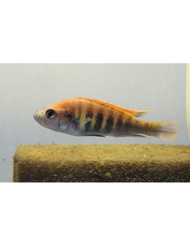 Haplochromis nyererei 4-6cm