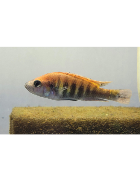 Haplochromis nyererei 4-6cm
