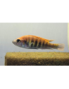 Haplochromis nyererei 4-6cm
