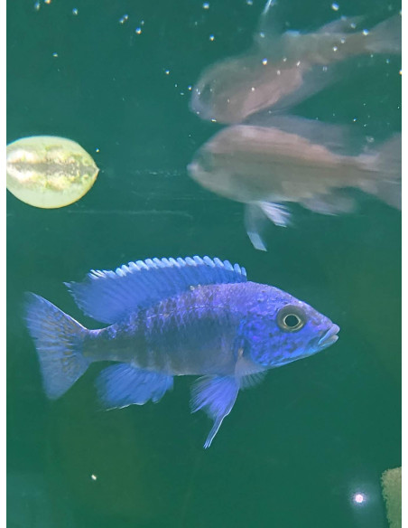 Aulonocara stuartgranti Chilumba L 7-9 cm (paar)