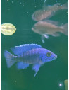 Aulonocara stuartgranti Chilumba L 7-9 cm (paar)