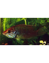 Hemichromis sp. Guinea II 3-4cm