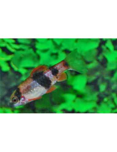 Haludaria fasciata (Haludaria fasciata) 3-4cm